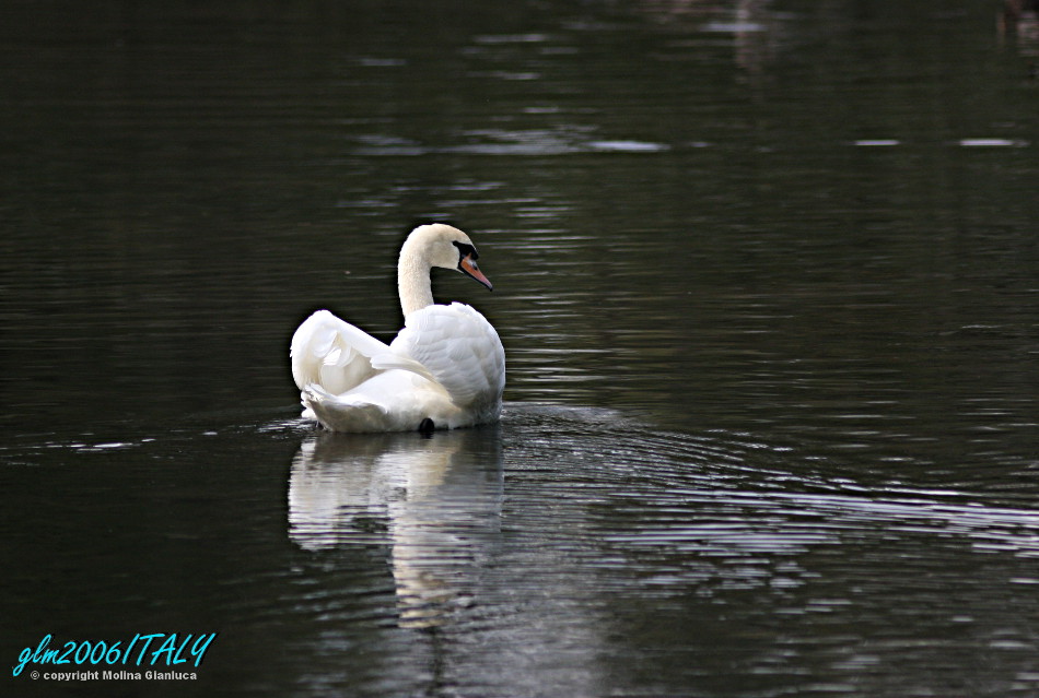 L''elegante Cigno